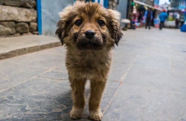 Ayuntamiento en Tlaxcala anuncia "captura" de perritos para ser sacrificados