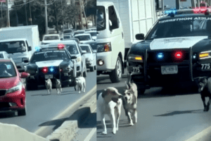Patrulla escolta a una manada de perritos en Carretera Nacional de Monterrey #VIDEO