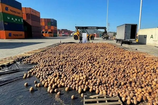 Decomisan en Colombia 20 mil cocos rellenos de cocaína líquida