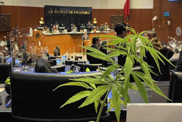 Regulación de mariguana será prioridad en el Senado en febrero: Sánchez Cordero