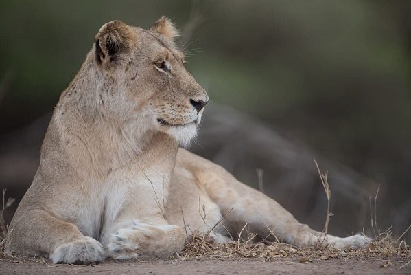 Leona despedaza a guardián de zoológico de Irán y huye junto a su pareja