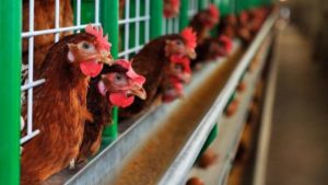 Alerta por gripe aviar; mil brotes en criaderos de Europa
