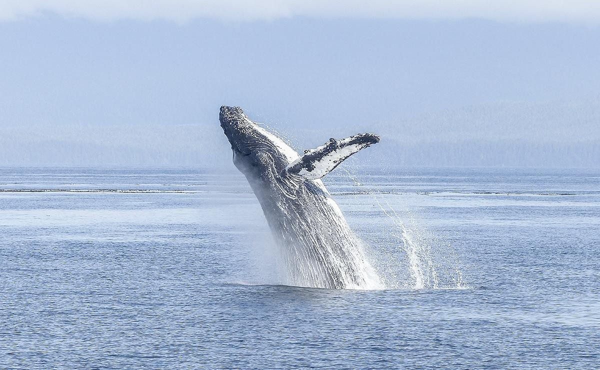 Ballenas