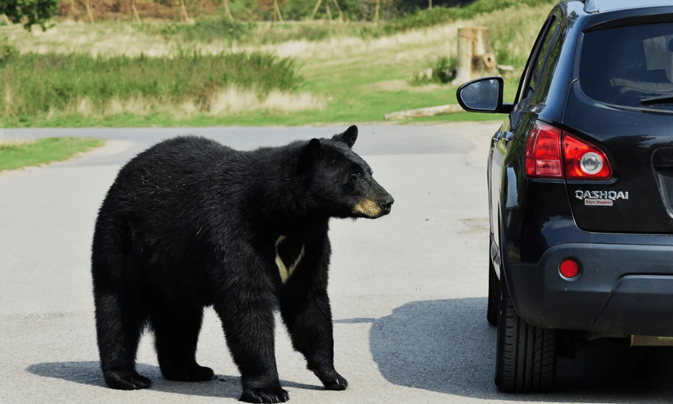 Matan a osa negra que atacó e hirió a una mujer en Florida
