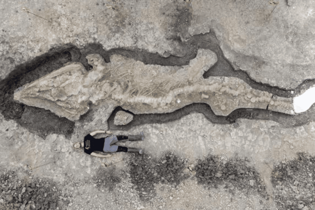 Enorme fósil de ‘dragón marino’ de hace 180 millones de años