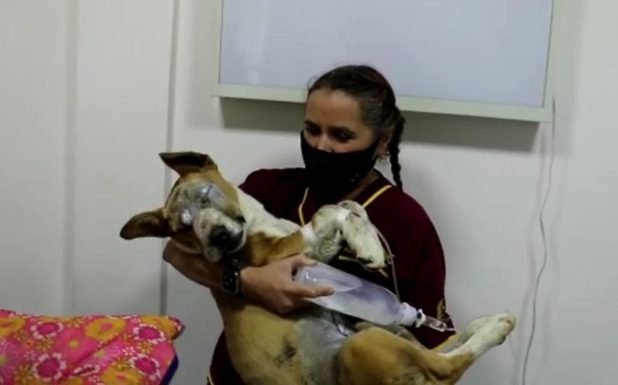 Milo, el perrito herido con pirotecnia en Ecatepec