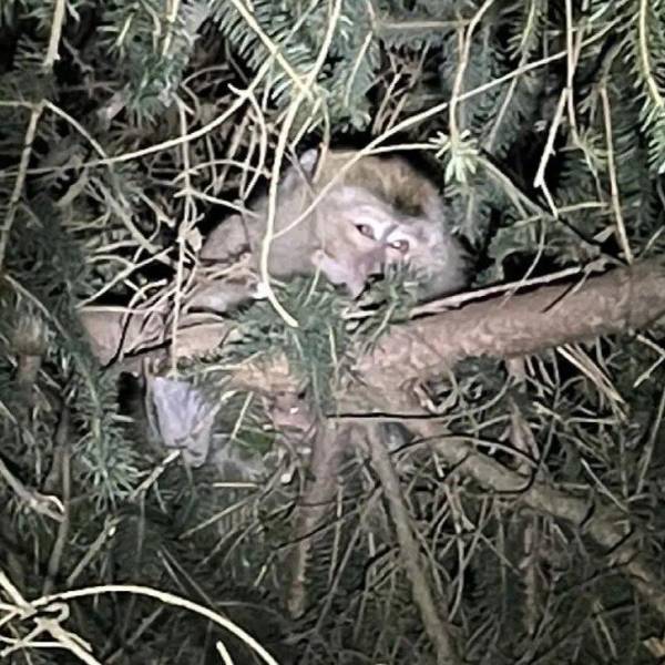 Monos escapan tras choque de camión en EU