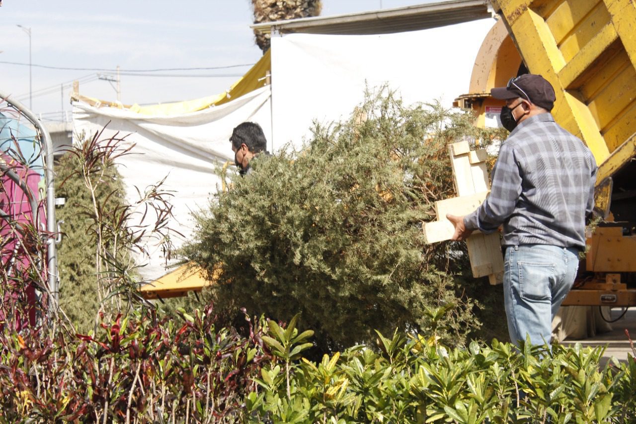 Recolecta de árboles de Navidad en la Venustiano Carranza
