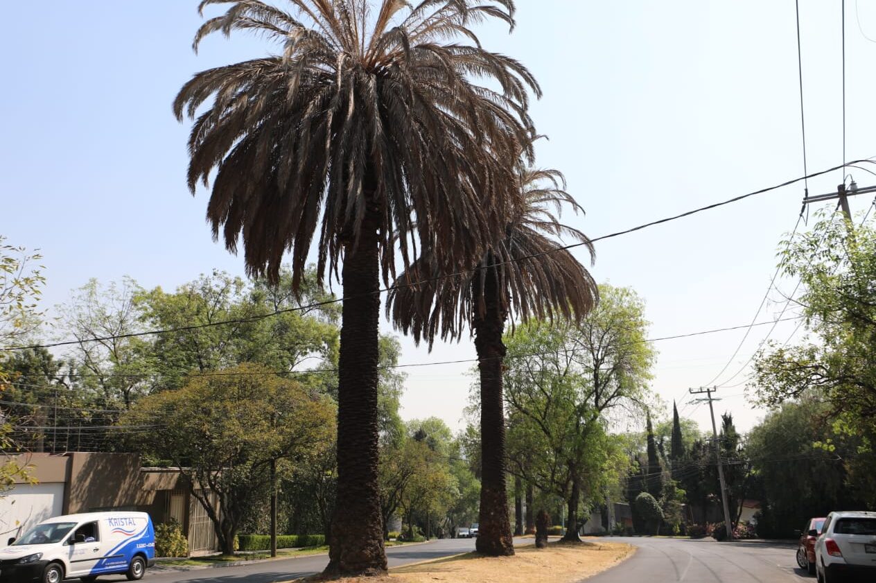 Retiro de palmeras en Coyoacán