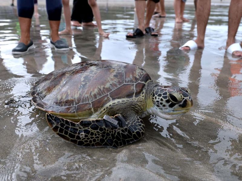 Tortugas gigantes liberadas en las islas Galápagos