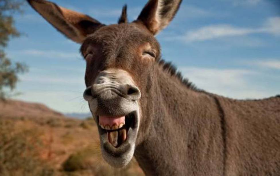 UNAM asegura que el burro no está en peligro de extinción