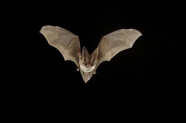 El NeoCov, la nueva cepa detectada de coronavirus detectada en murciélagos