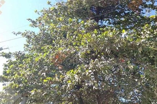 Trabajadores termina electrocutados al intentar exterminar enjambre, en Guerrero