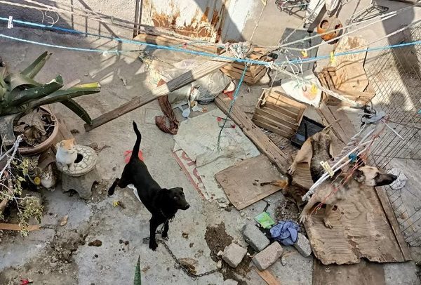 Abandonan a al menos 100 gatos y perros en una vivienda de Chimalhuacán