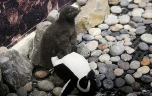 Un ‘pingüino bebé’ es el nuevo inquilino del Zoológico de Guadalajara