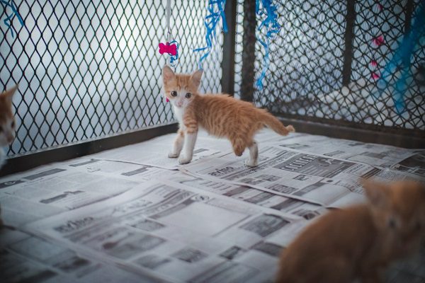 Fiscalía de Colima rescata a 17 perros y 11 gatos víctimas de maltrato animal