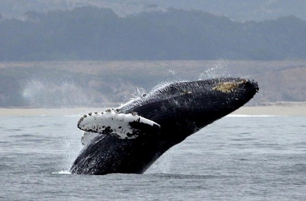 Islandia promete detener caza de ballenas a partir de 2024