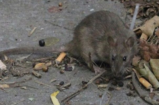 Detectan mutaciones "desconocidas" del coronavirus en las aguas residuales de NY