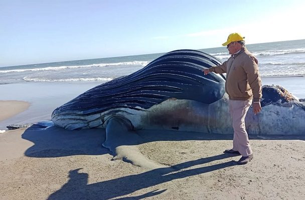 Hallan ballena muerta en playas de Guasave, Sinaloa
