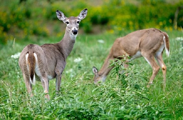 Hallan venados contagiados con Ómicron y advierten posibles nuevas variantes
