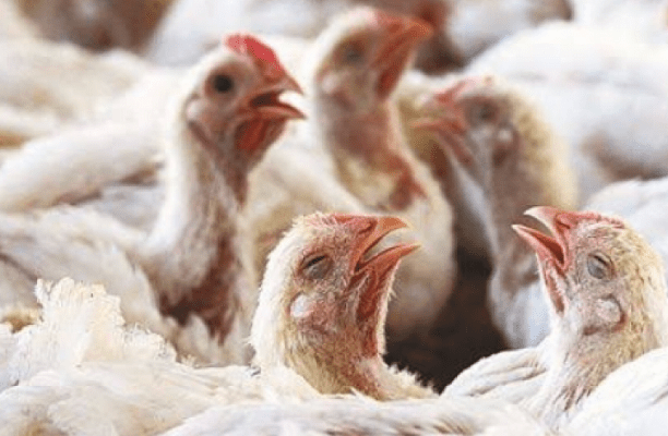 México restringirá productos avícolas de Indiana por brote de influenza aviar