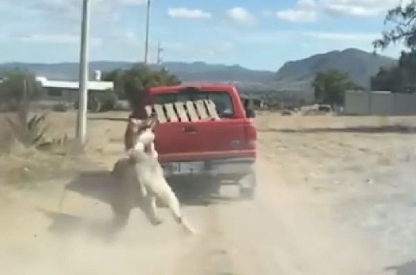 Investigan maltrato a burro arrastrado por camioneta, en Hidalgo #VIDEO