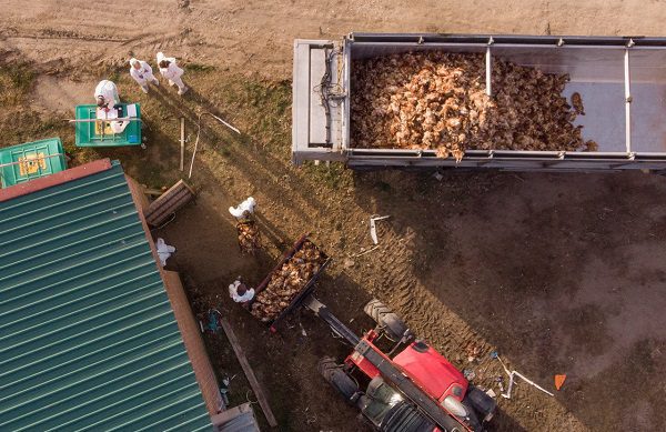Sacrifican a más de 130 mil gallinas en España por brote de gripe aviar