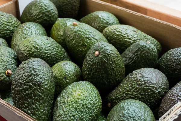 Gobierno de Michoacán negocia con EU reinicio de exportación de aguacate