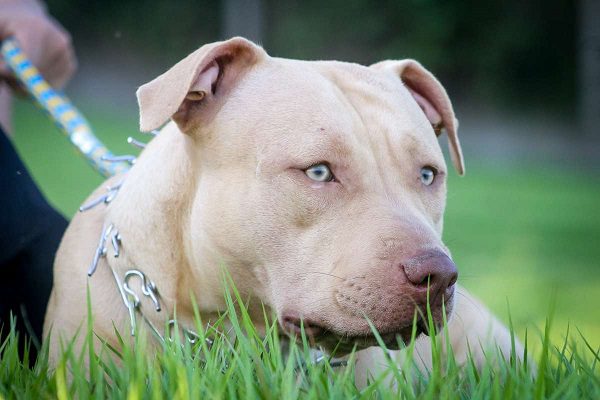 Perrito pitbull impide que trabajador de CFE revise medidor #VIDEO