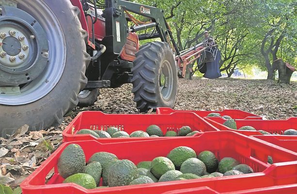 EE.UU. frena entrada de aguacate michoacano por amenaza a inspector