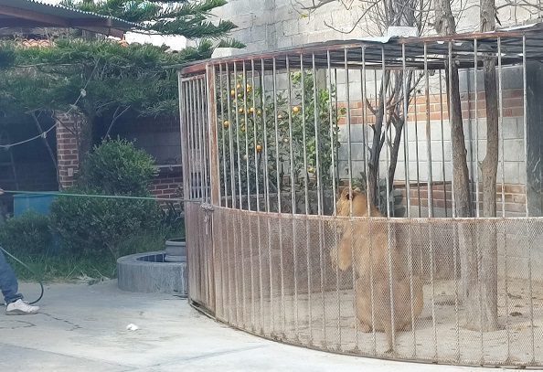 Profepa rescata a león en domicilio particular de Hidalgo