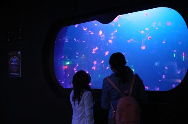 Fiscalía CDMX investiga la muerte de bióloga marina en Acuario Inbursa