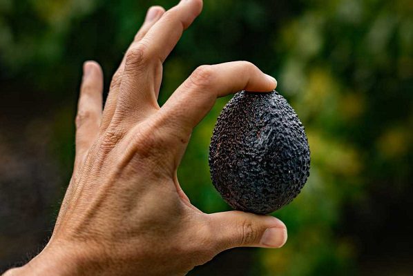 Estados Unidos reanuda inspecciones de aguacate en Michoacán