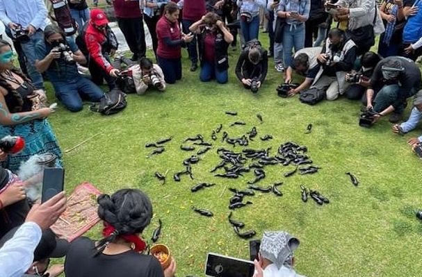 Especialistas critican el 'Ajolotón', realizado por autoridades de la GAM