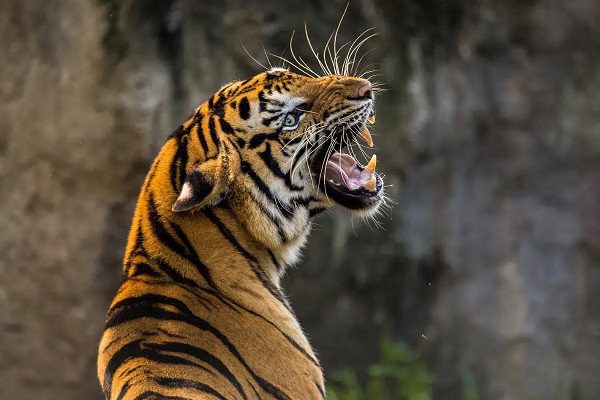 Autoridades alertan por presencia de un tigre en Guanajuato
