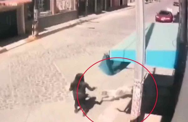 Perros pitbull atacan y arrastran a niña de dos años en Edomex #VIDEO