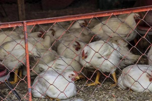 Detectan casos de gripe aviar altamente patógena en Nueva York