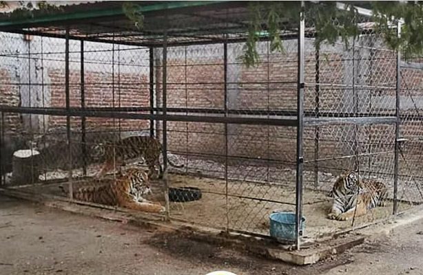 Tigres, droga, autos asegurados y un detenido tras operativo en Guerrero