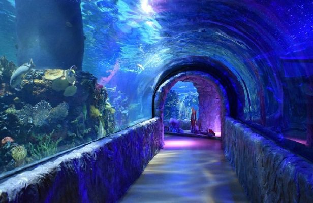 Fiscalía CDMX determina que bióloga murió en Acuario Inbursa por asfixia