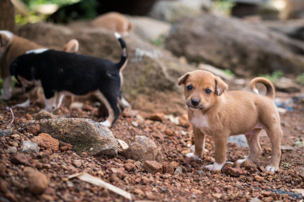 Diputada en Tlaxcala propone catalogar como plaga a los perritos callejeros