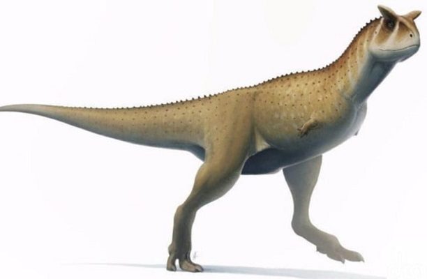 Descubren en Argentina fósil de dinosaurio sin brazos; sería un depredador