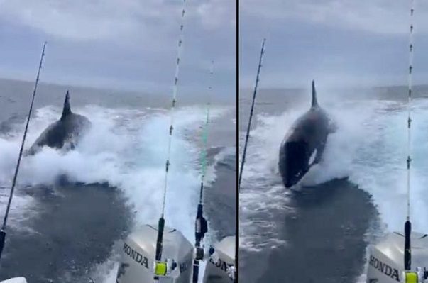 Orca persigue embarcación de turistas en costas de Sinaloa #VIDEOS