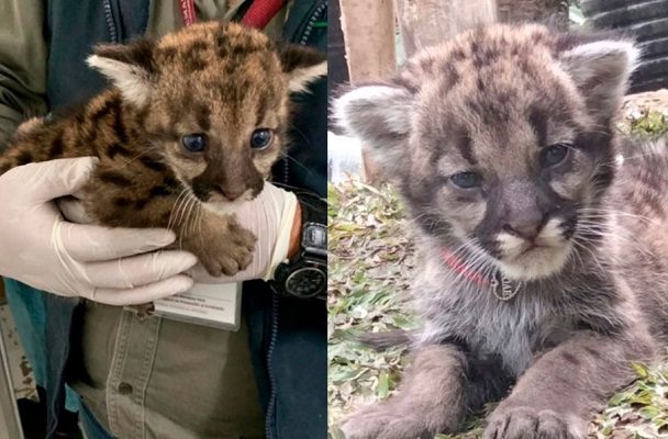Rescatan a tres cachorros de puma que deambulaban solos en Hidalgo
