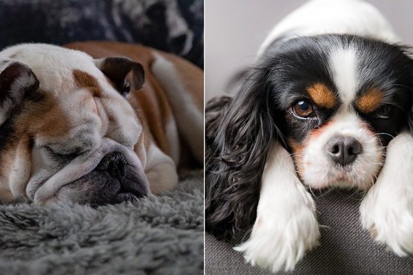 Noruega prohíbe cría de bulldog inglés y Cavalier King Charles Spaniel