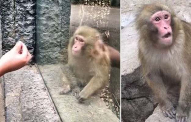 Monito de Chapultepec reacciona a truco de magia y se viraliza #VIDEO