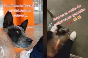 Perrita viaja en Metro CDMX adentro de un garrafón de agua #VIDEO