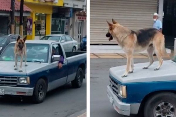 En NL, sacan a pasear a perrito sobre el cofre de camioneta #VIDEO