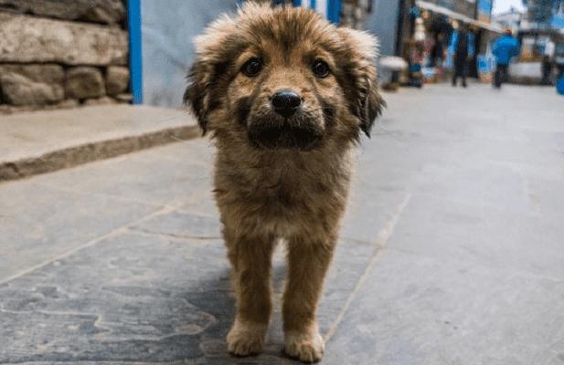 El Papalote Museo del Niño invita a la 'Noche de Adopción' de perritos