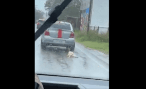 Buscan a conductor que arrastró a perro amarrado a su coche en Tabasco