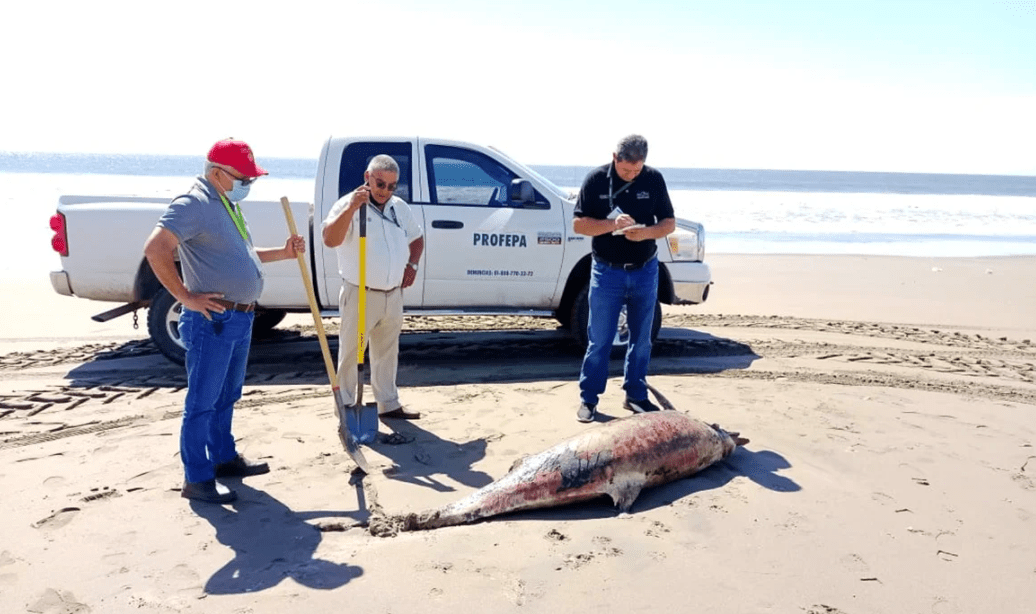 Hallan dos delfines muertos en Sinaloa, suman ya nueve